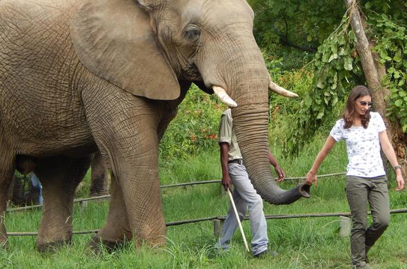 Elephant Sanctuary - Day Excursions from Johannesburg Hotels